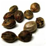 Семена марихуаны АК-47  (Seeds AK-47) в Сланцах
